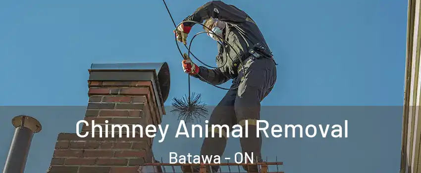  Chimney Animal Removal Batawa - ON