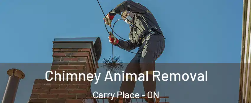  Chimney Animal Removal Carry Place - ON