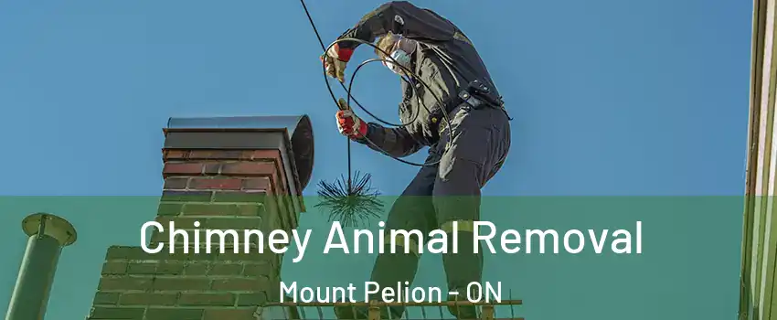  Chimney Animal Removal Mount Pelion - ON