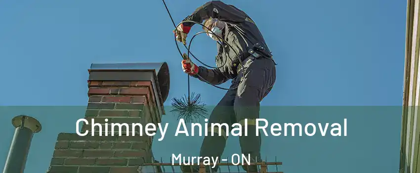  Chimney Animal Removal Murray - ON