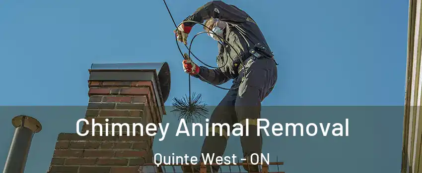  Chimney Animal Removal Quinte West - ON