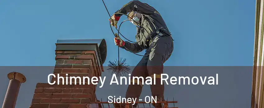  Chimney Animal Removal Sidney - ON