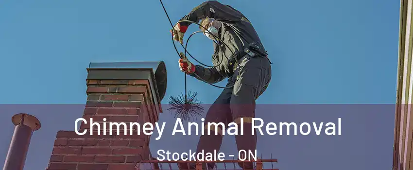  Chimney Animal Removal Stockdale - ON