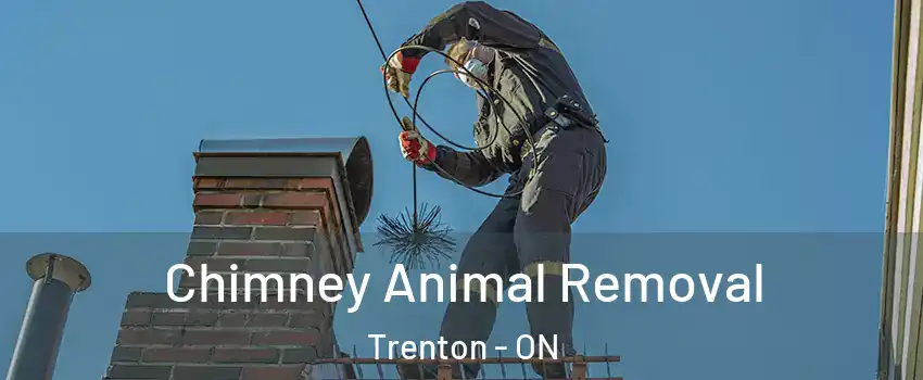  Chimney Animal Removal Trenton - ON
