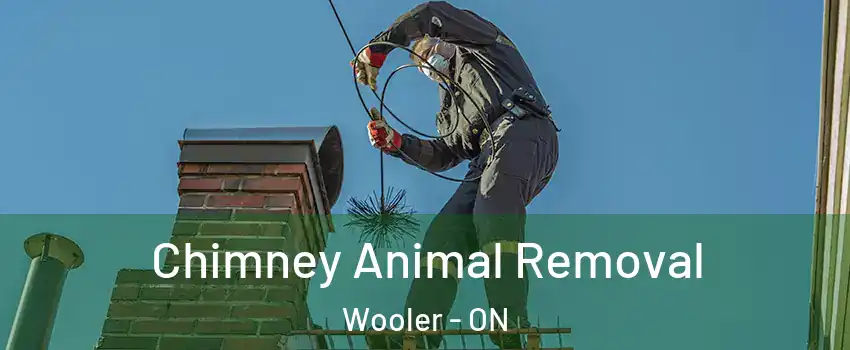  Chimney Animal Removal Wooler - ON